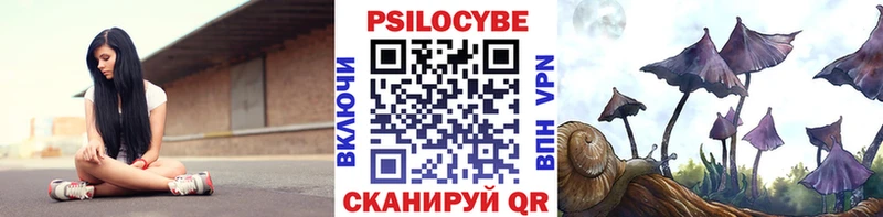 Псилоцибиновые грибы Psilocybe  сайты даркнета какой сайт  Правдинск 